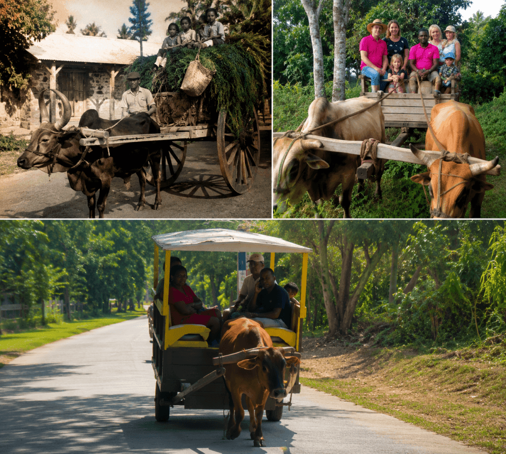 The BMW, the ox cart and our forgotten roots